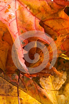 Maple leaf background