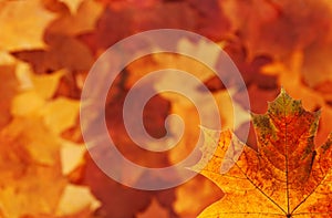 Maple leaf background