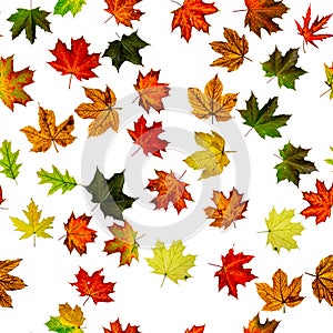 Maple leaf background. Season leaves seamless pattern background. Autumn yellow red, orange leaf isolated on white. Colorful maple