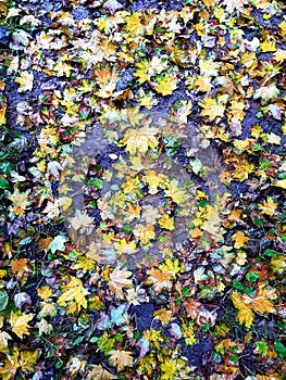 Maple leaf background photo
