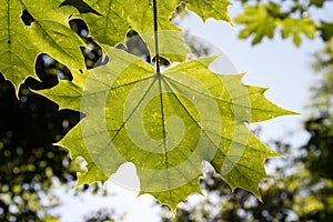 Maple Leaf in Backlight