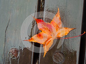 Maple Leaf on a bench