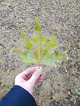 a maple leaf beginning to turn yellow in a man& x27;s hand