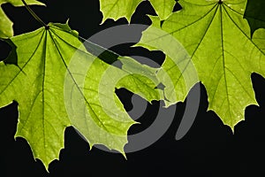 Maple leaf on black background in backlight.