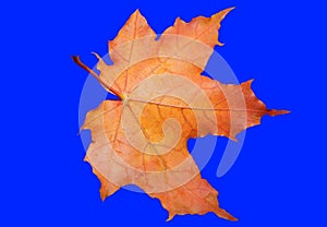 Maple leaf on a blue background