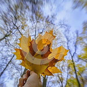 Maple leaf bouquet in hand. Blue sky and high trees in background. Fall foliage concept. Natural background.