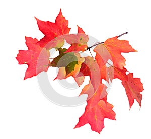 A maple leaf branch