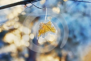 Maple leaf on a branch covered with hoarfrost, frost or rime in winter day