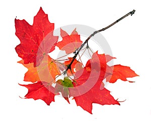 A maple leaf branch