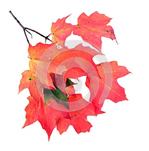 A maple leaf branch