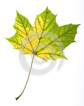 Maple leaf changing color