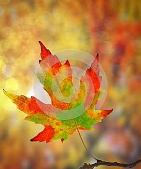 Maple leaf changing colors in autumn - macro