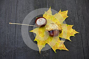 Maple leaf and chestnut - autumn