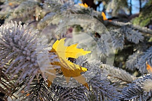 Yellow maple leaf in Christmas tree shining brightly in sunlight