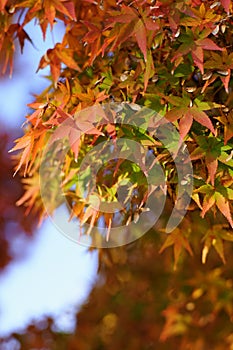 Maple leaf closeup in autumn.