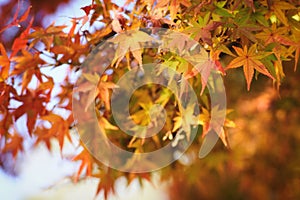 Maple leaf closeup in autumn.