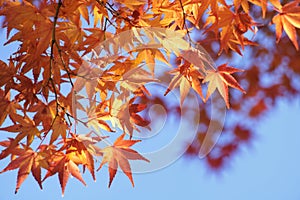 Maple leaf closeup in autumn.