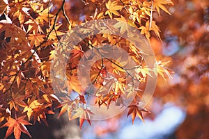 Maple leaf closeup in autumn.
