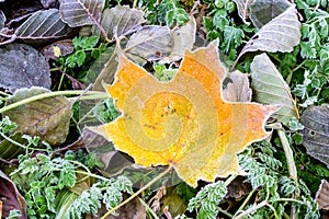 Maple leaf on a cold morning covered with hoarfrost. Winter is coming. First frosts background.