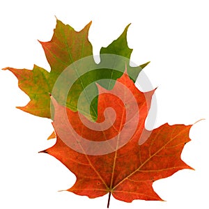 Maple leaf color in fall