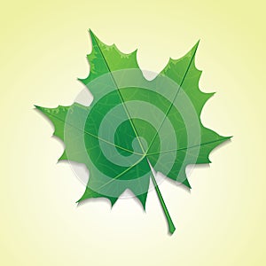 Maple leaf on colorful background.