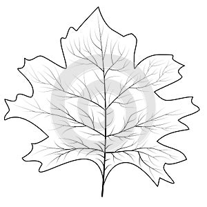 Maple leaf for concept design. September fall. Decoration element. Autumn background. Canada symbol maple leaf