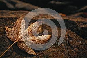 Maple leaf is covered with drops of dew on a stone. Autumn background.