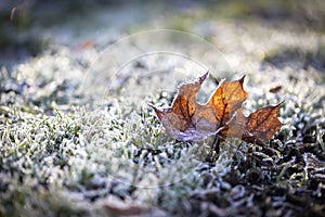 Maple leaf covered with icing and laid in the grass with hoarfrost in beautiful light