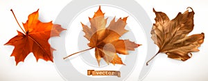 Maple leaf. 3d vector icons