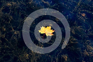 Maple leaf on the dark water.
