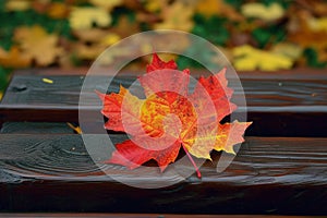 Maple leaf delicately rests on a warm brown wooden bench