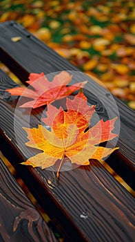 Maple leaf delicately rests on a warm brown wooden bench