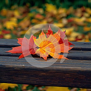 Maple leaf delicately rests on a warm brown wooden bench