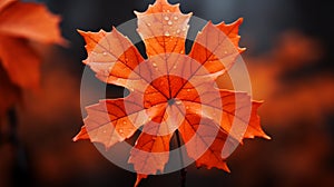 Maple leaf desktop wallpaper in autumn.