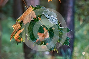 Maple Leaf Disease Summer. Colored tree leaves