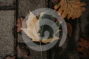 Maple leaf displaying a half-green, half-yellow color pattern