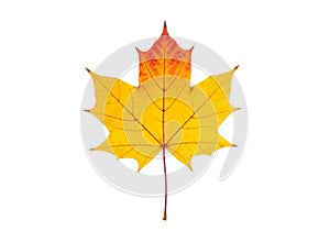 Maple leaf displaying a vibrant orange-to-red gradient, typical of