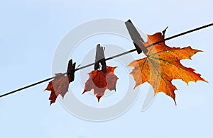 Maple leaf drying