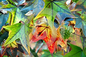 Maple Leaf Fall Closeup