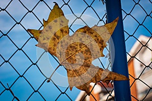 Maple leaf on a fence in autumn