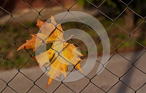 Maple leaf on a fence in autumn