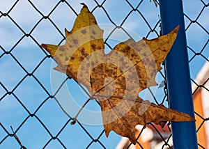 Maple leaf on a fence in autumn