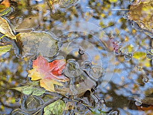 Maple leaf floating in a stream