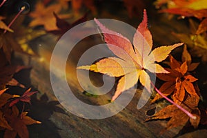 Maple leaf floating on water