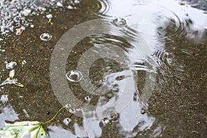 The maple leaf floats in a pool.