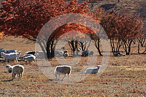 Maple Leaf and the flocks