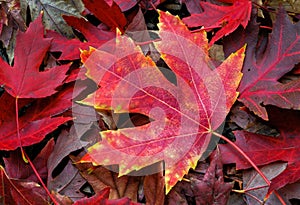 Maple Leaf on Forest Floor