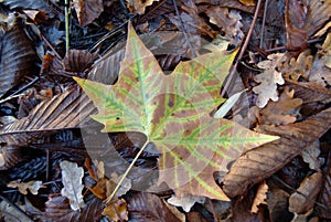 Maple Leaf on forest floor