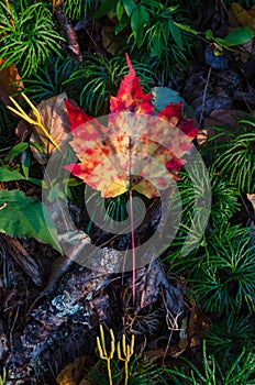 Maple leaf on the forest floor