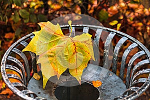 Maple leaf on garbage can